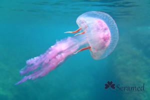 que hacer ante una picadura de medusa